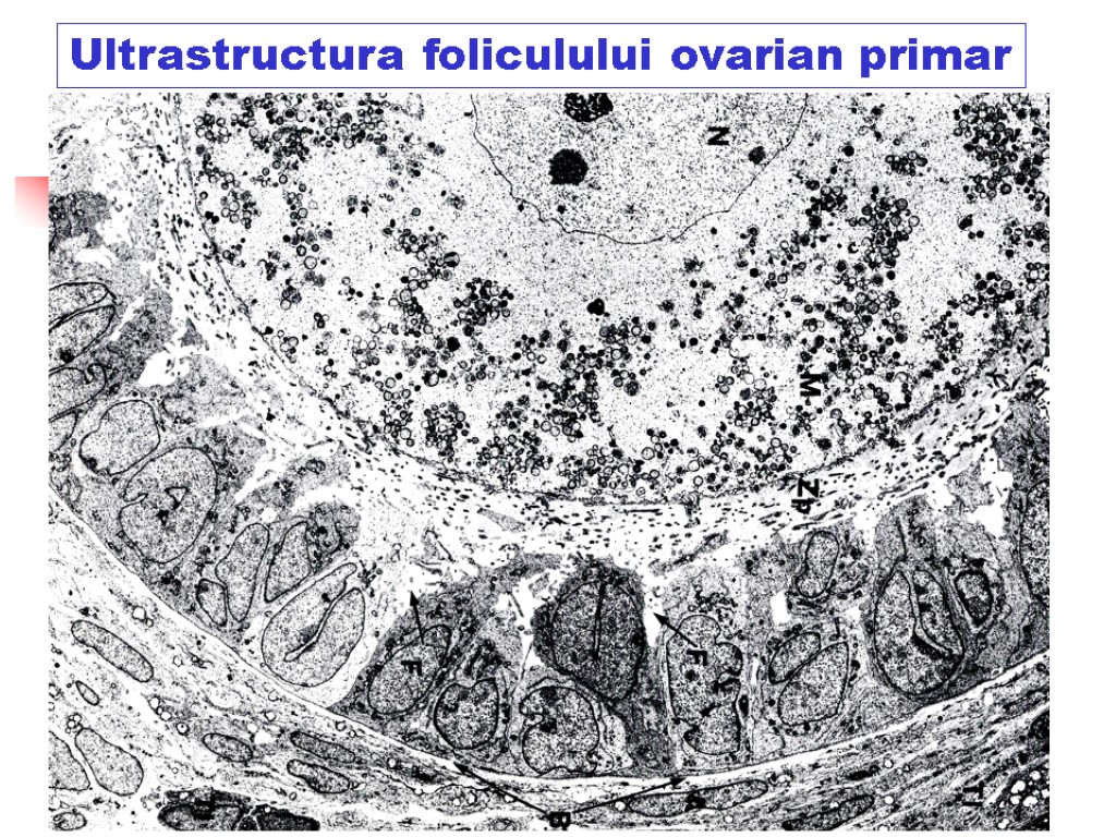 Ultrastructura foliculului ovarian primar